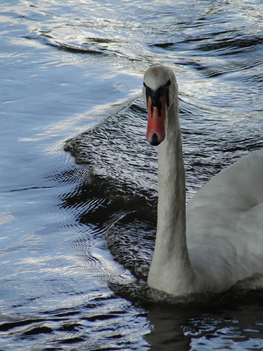 Labut - Swan