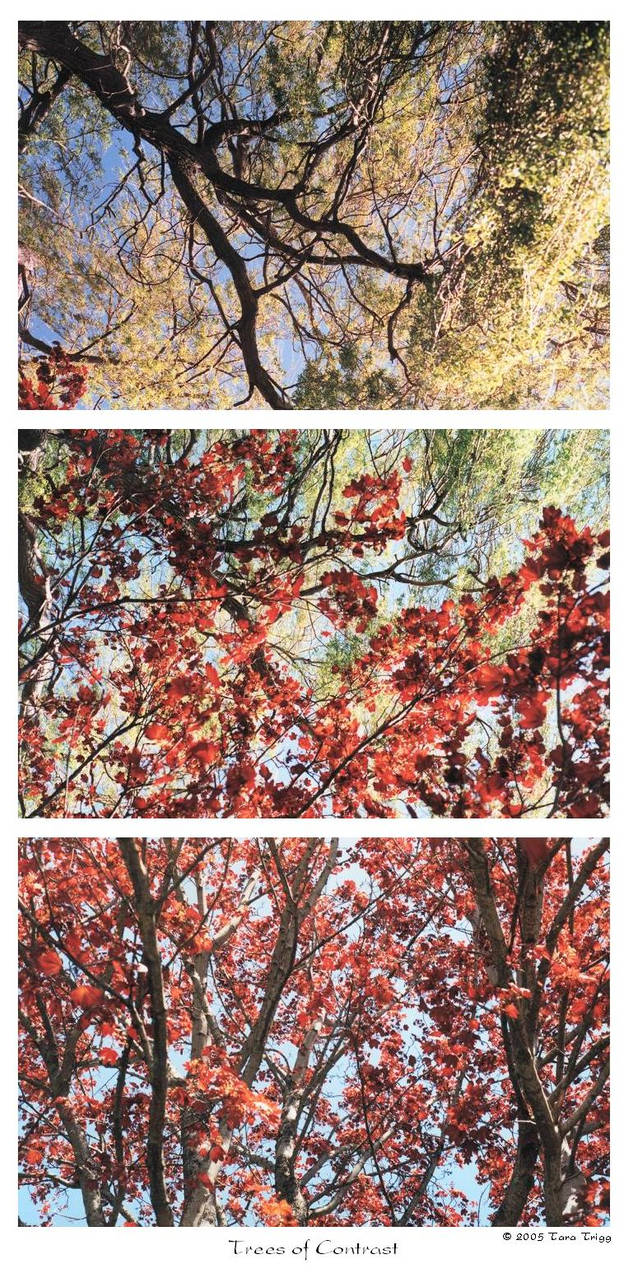 Contrast Trees Color Trees of Contrast by TaraTrigg on DeviantArt