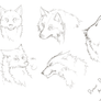 Wolf's face angles practicing