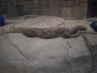 Komodo Dragon