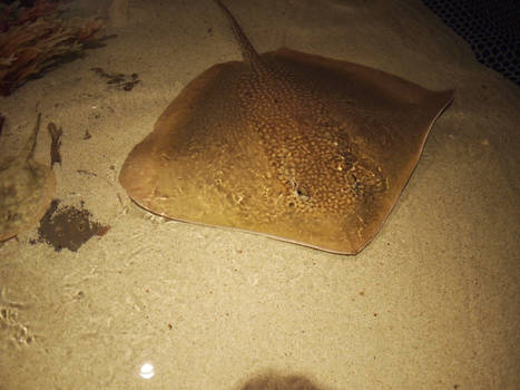 Stingray