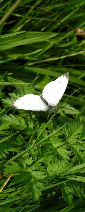 Small White