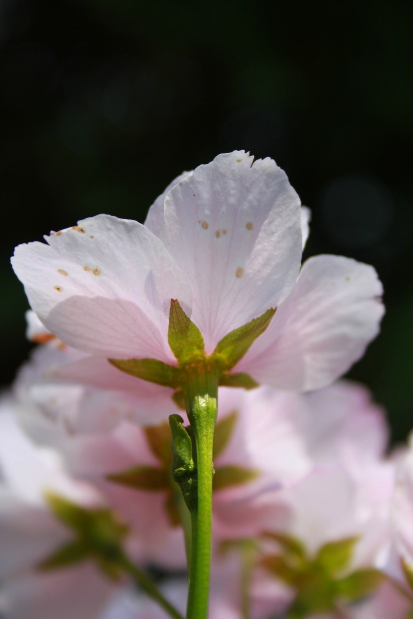 plum blossom