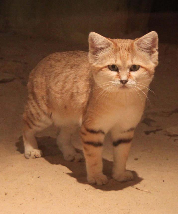 Sand Cat By Lemonsandsparrows On Deviantart Sand Cat By Lemonsandsparrows On Deviantart