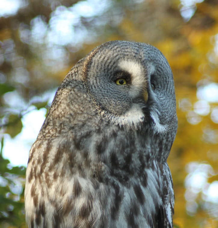 The Great Grey Owl