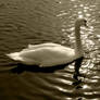 Swan lake