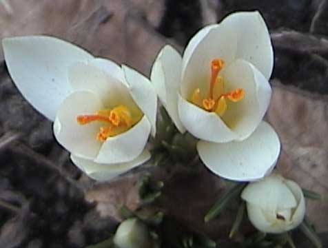 Crocuses 1