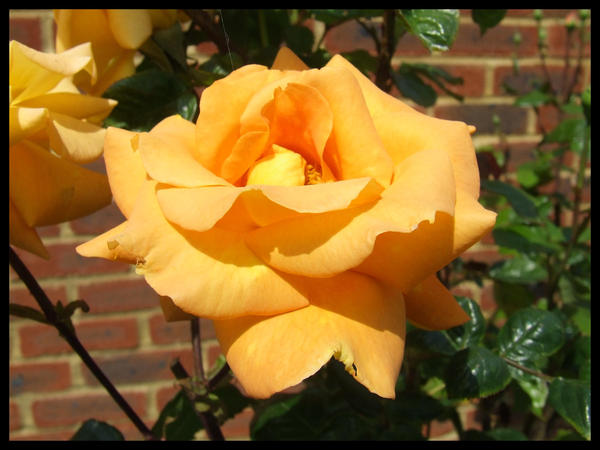 Closed Rose After Blooming by UnusualOne on DeviantArt