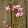 Flowers growing in an unexpected place