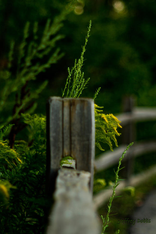 Around the fencepost.