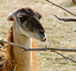 Sad Llama... by JeffreyDobbs