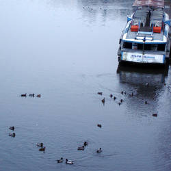 Ship and ducks