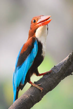 White Throated kingfisher by ThirdEyeofAtik White Throated kingfisher by ThirdEyeofAtik