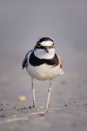 Little Ringed Plover by ThirdEyeofAtik Little Ringed Plover by ThirdEyeofAtik