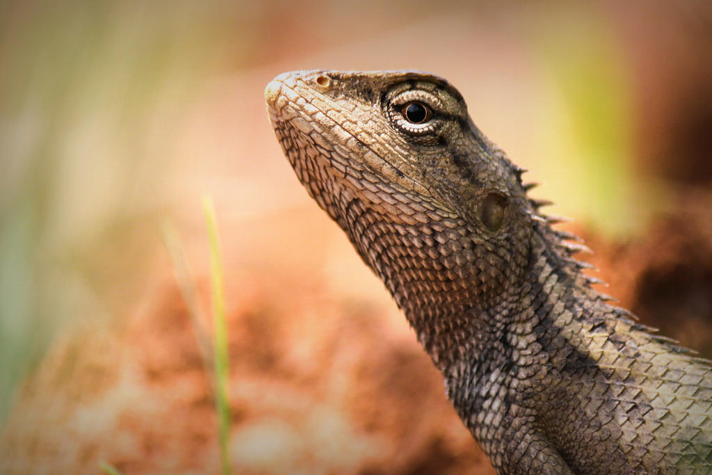 Garden Lizard by ThirdEyeofAtik Garden Lizard by ThirdEyeofAtik