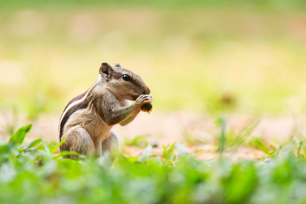 Five striped Squirrel by ThirdEyeofAtik Five striped Squirrel by ThirdEyeofAtik