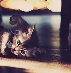 Kitty