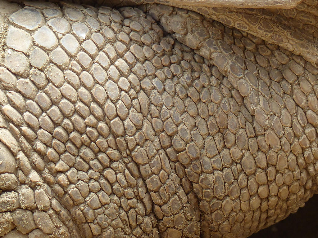 Turtles Scales by Saberryna on DeviantArt