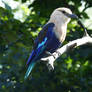 Icey Blue-Bellied Roller