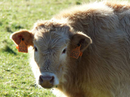 Sunlit Cow