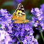 Painted lady on Lavender