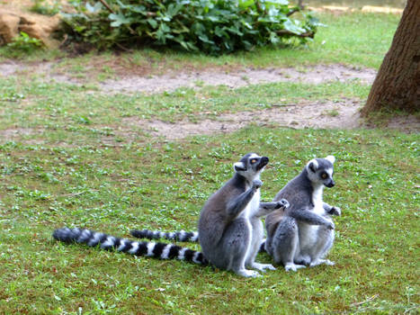 Gnawing Lemurs