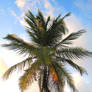 Palm Tree 02
