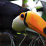 Toucan 1