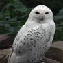 Snowy Owl I