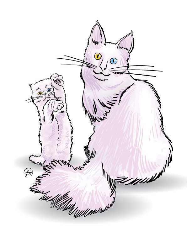 Angora Cats