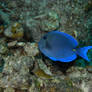 Blue Tang