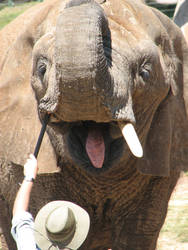 The Elephant's Tongue