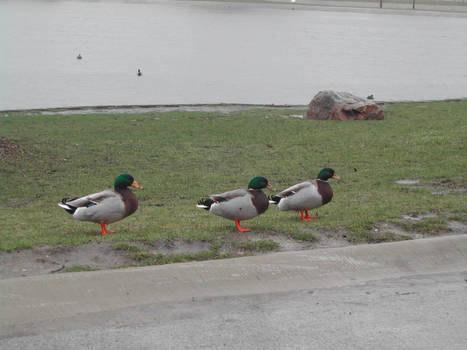 Ducks In Rain Full Colour