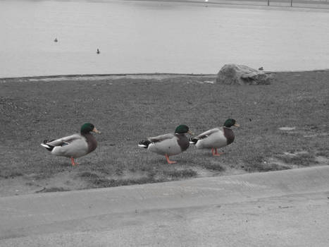 Ducks In Rain Semi-Coloured