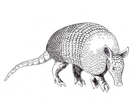 Inktober Day 15 - Armadillo