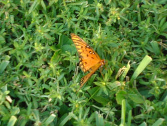 Butterfly