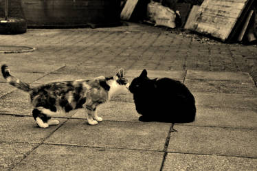 Two cats :)