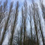 Winter trees