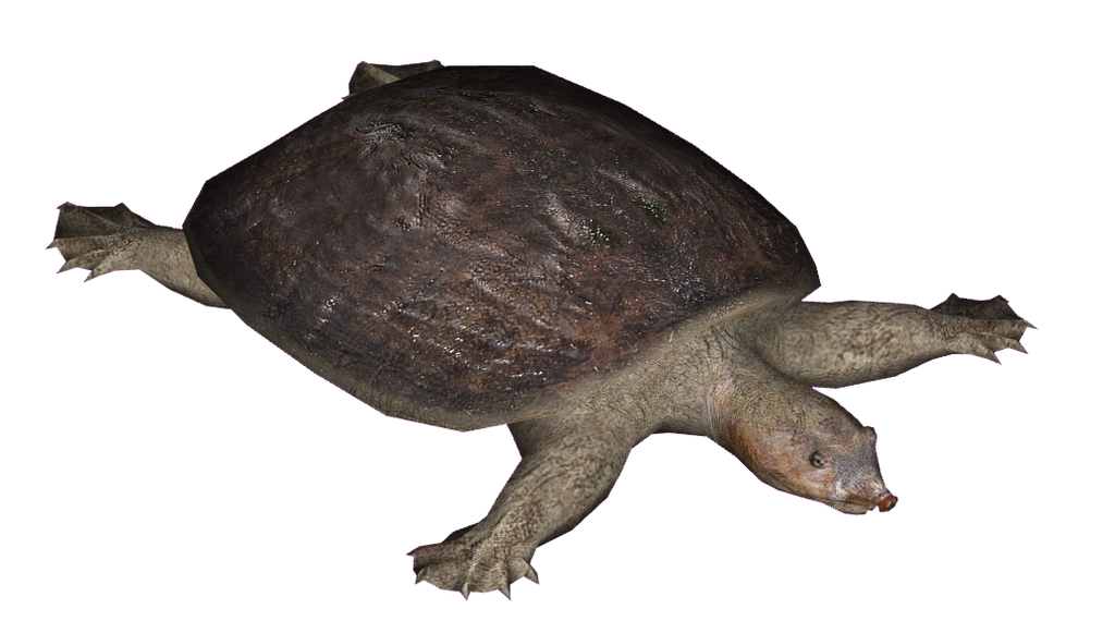 Deviantart Softshell Turtle Florida Softshell Turtle by Lamastok on DeviantArt
