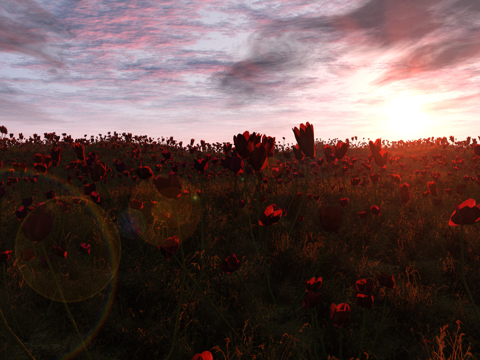 poppy field xD