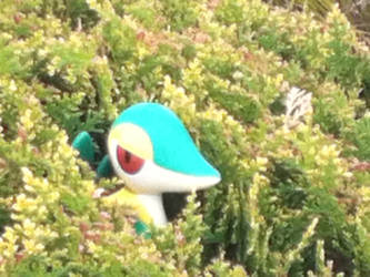 A Wild Snivy