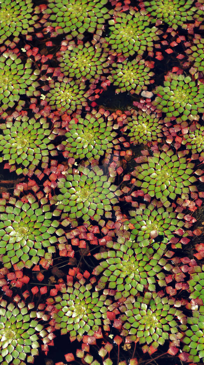 Lily Pad Patterns by VintageCarrots on DeviantArt