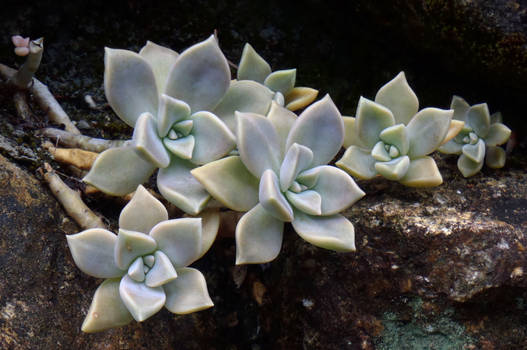 Stone Flowers 1