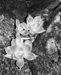 Stone Flowers 2