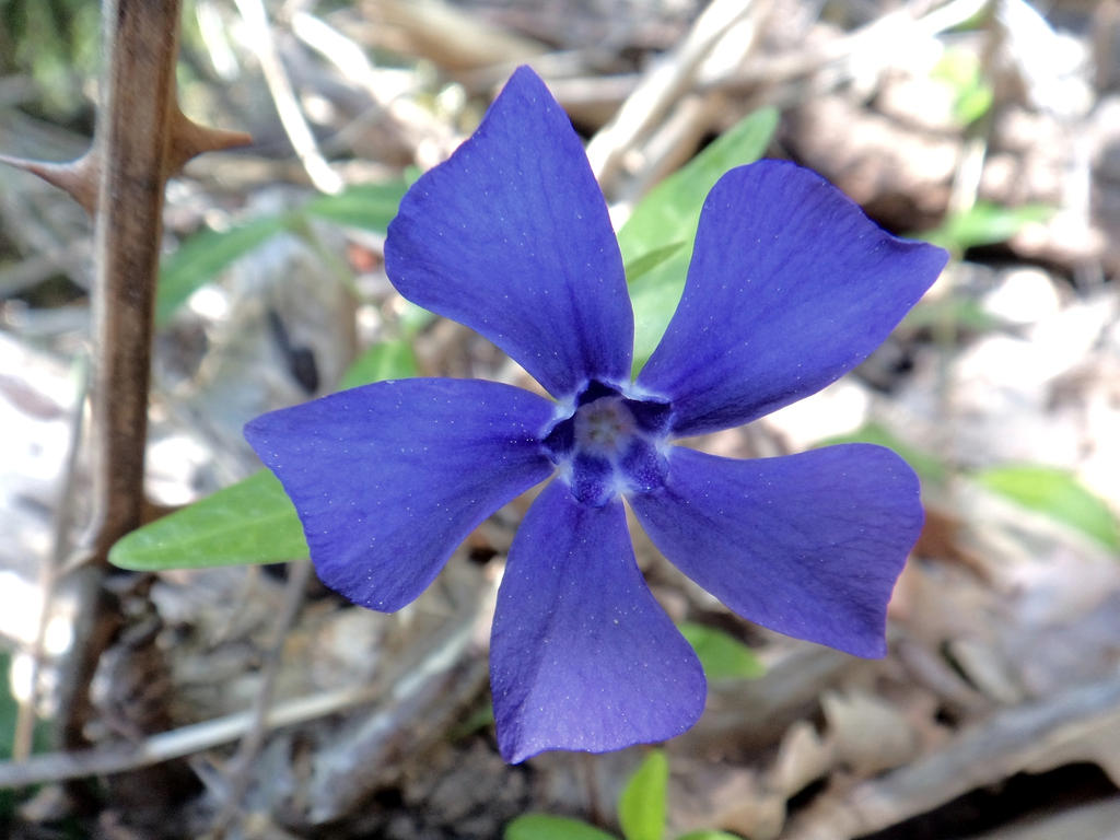 FLEUR INCONNUE 01