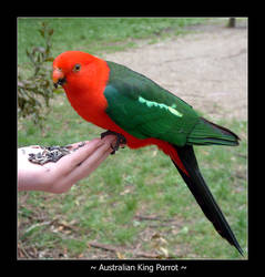 Australian King Parrot