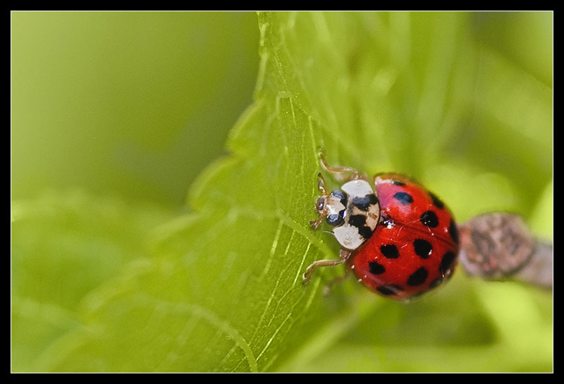 ladybug