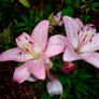 Asiatic Lily Pink