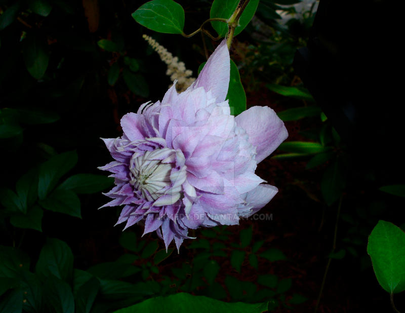 Clematis Raspberry Double Double Clematis by charmedy on DeviantArt