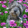 Wally in the flowers i